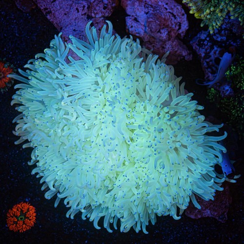 Heteractis Crispa Yellow Ukwia Coral Land Akwarystyka Morska