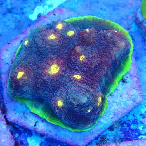 Watermelon Echinophyllia Coral