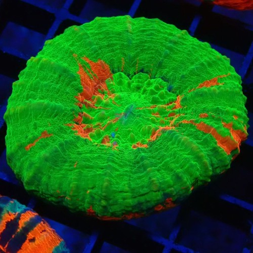 Double Bleeding Apple Scolymia 3A - WYSIWYG main image 1