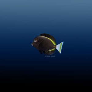 Acanthurus nigricans (M) - pokolec