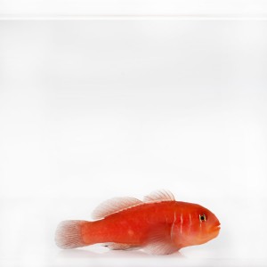 Gobiodon quinquestrigatus