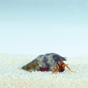 Calcinus tibicen - Krab pustelnik