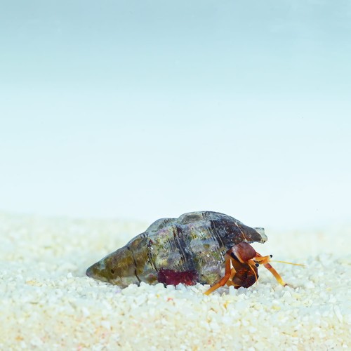 Calcinus tibicen - Krab pustelnik