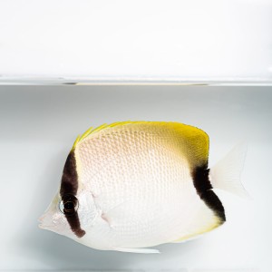 Chaetodon sedentarius M 