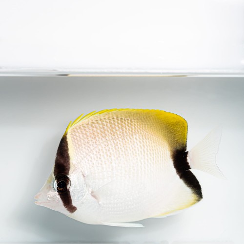 Chaetodon sedentarius M