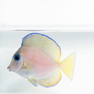 Acanthurus coeruleus S - Pokolec Turkusowy