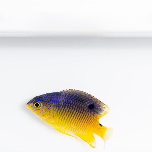 Stegastes variablis - garbik