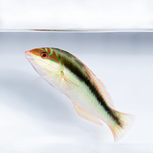 Halichoeres maculipinna - wargacz