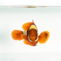 Premnas biaculeatus Gold Stripe (S)