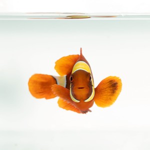 Premnas biaculeatus Gold Stripe (S)