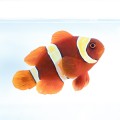 Premnas biaculeatus Gold Stripe (S)