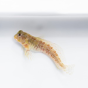 Scartella cristata - Molly Miller