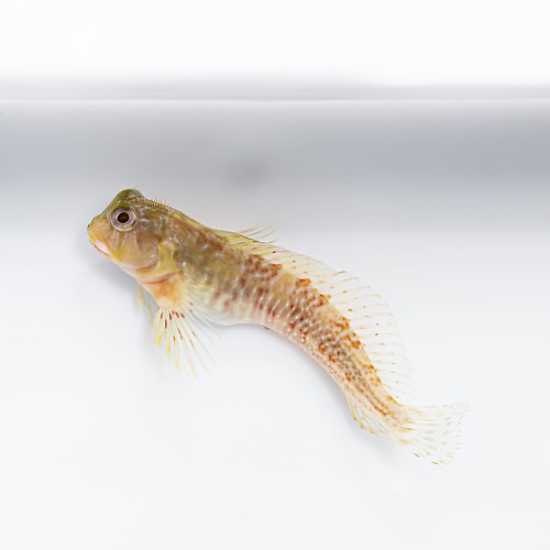 Scartella cristata - Molly Miller