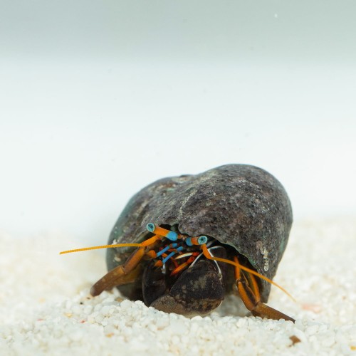 Calcinus sp. White Claw