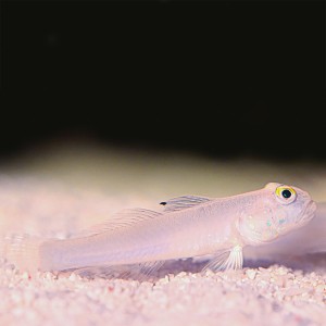 Valenciennea sexguttata (S) - babka kopiąca