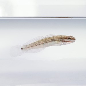 Amblygobius buanensis