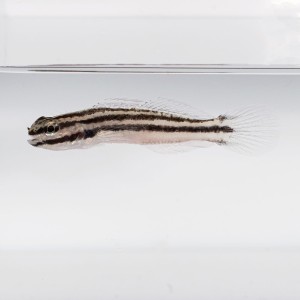 Amblygobius linki