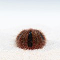 Mespillia globulus Jeżowiec