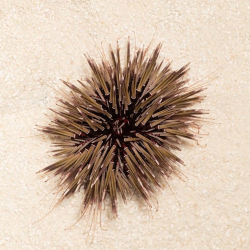 Echinometra mathaei jeżowiec