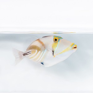 Rhinecanthus aculeatus (S) - rogatnica picasso