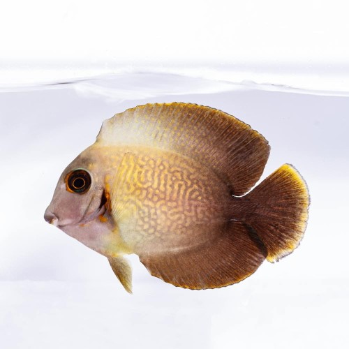 Acanthurus pyroferus (S) - Pokolec
