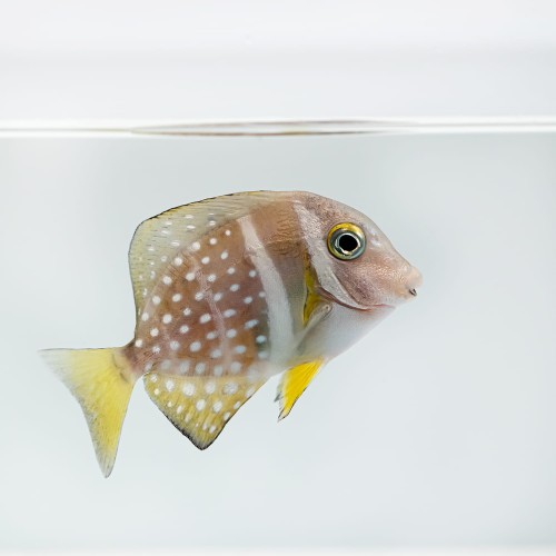 Acanthurus guttatus S - Pokolec