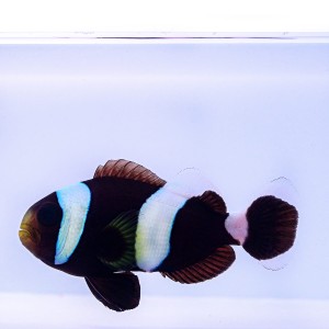Amphiprion polymnus (S)