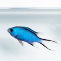 Chromis cyanea L