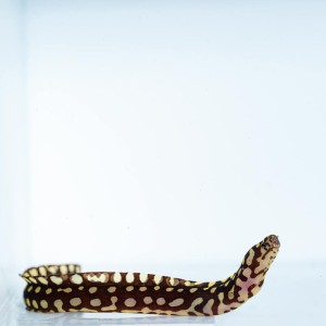 Echidna xanthospilos S - murena 