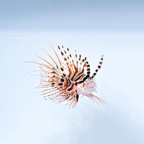 PTEROIS ANTENNATA S Skrzydlica rogata