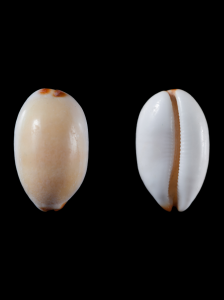 Cypraea Moneta porcelanka pospolita