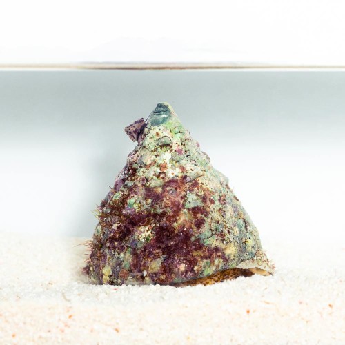 Trochus maculatus ślimak