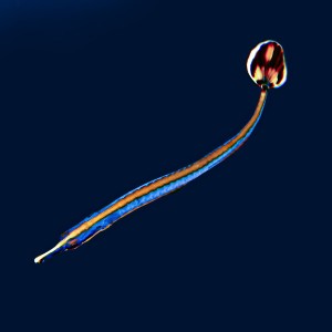 Doryrhamphus melanopleura iglicznia