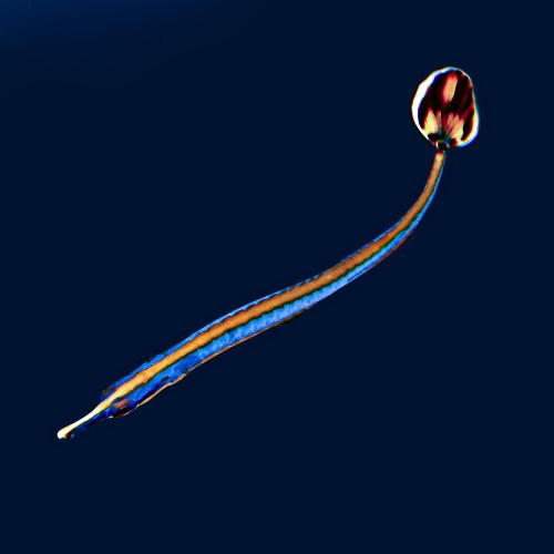 Doryrhamphus melanopleura iglicznia