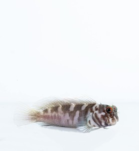 Cirripectes castaneus M