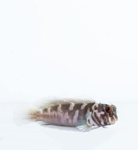 Cirripectes castaneus M