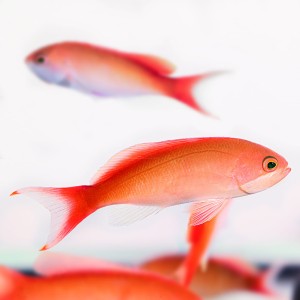 Pseudoanthias cooperi S/M