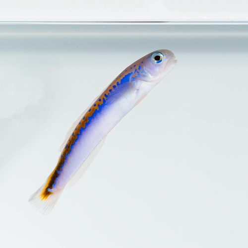 Hoplolatilus oreni - Oreni Tilefish