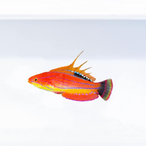 Parachelinus mosccoskeri