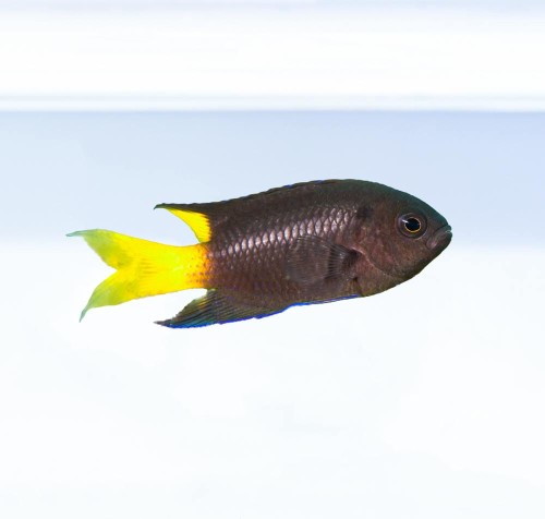 Neopomacentrus azysron