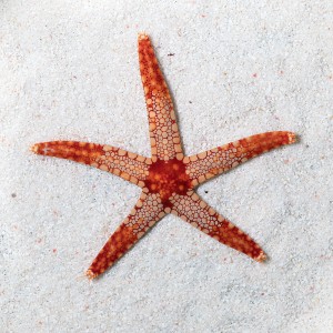 Fromia monilis white - red 