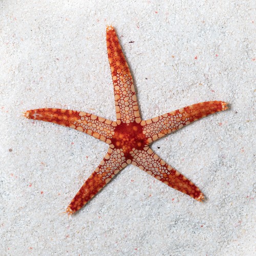 Fromia monilis white - red