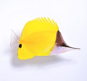 Forcipiger flavissimus (M) - pensetnik czarnogłowy