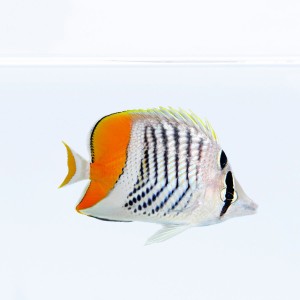 Chaetodon xanthurus M
