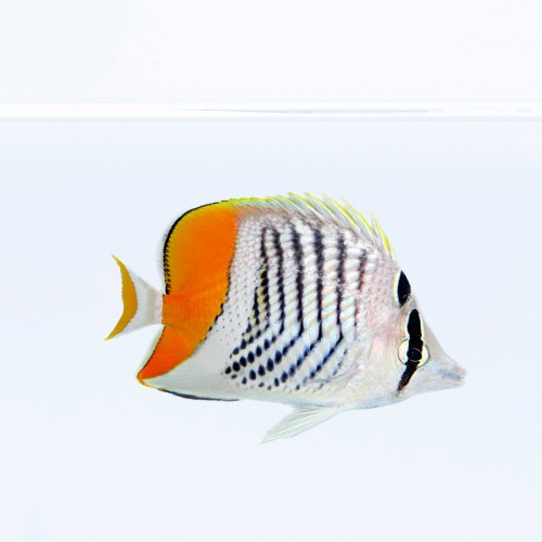 Chaetodon xanthurus M