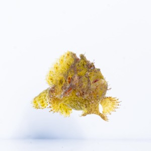 Antennarius Hispidus M