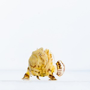 Antennarius Hispidus S