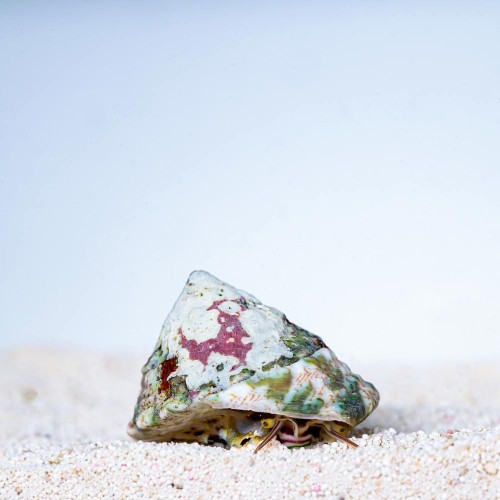 Tectus pyramid snail