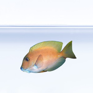 Ctenochaetus striatus (M)