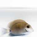 Acanthurus chirurgus S